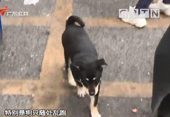 东莞一居委会发通知杀狗，宠物也有感染新冠肺炎风险？官方回应来了！