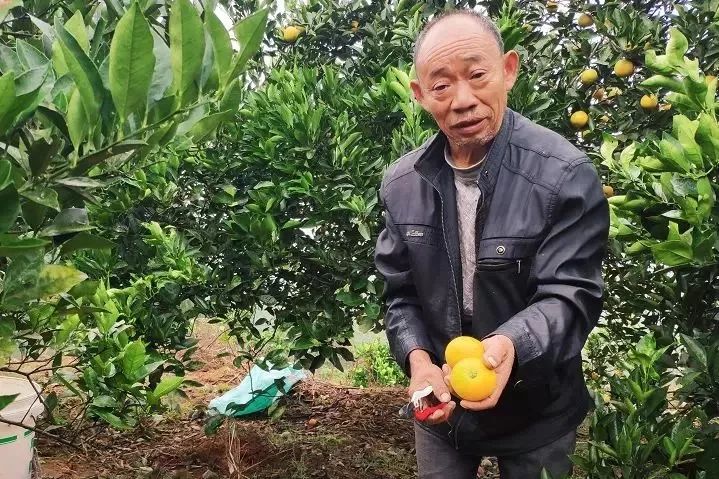 助力麻阳冰糖橙走出大山，留守老人一生良心种植，5斤仅19.9元，甜润爽口，生态健康！