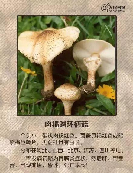 东莞人注意!广东“头号毒菇杀手”出现!已有多人中招!