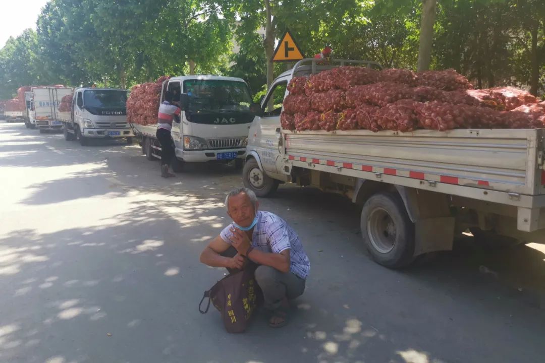 暴跌！河南中牟900万斤紫皮大蒜价格暴至冰点，12.9元/箱包邮，老人含泪求助，恳请您帮忙转发助力，帮助蒜农们度过难关！