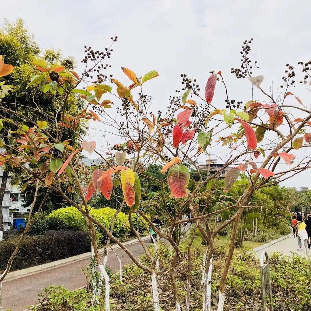 刷爆朋友圈的石排樱花美食节，你去了吗？网友到现场发现…