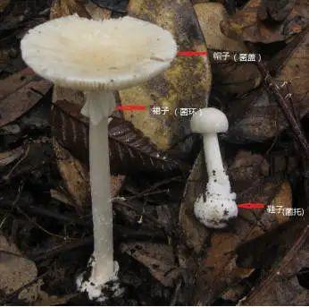 35人发病，3人死亡！多地疾控紧急提醒"