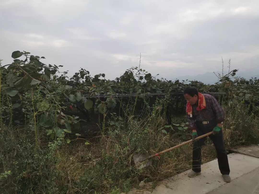 紧急求助！陕西100万斤周至猕猴桃盼销路，村委会证实求援！29.9元顺丰包邮！甜而不贵！