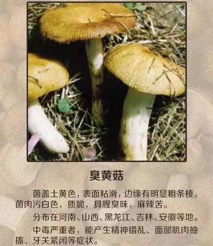 东莞人注意!广东“头号毒菇杀手”出现!已有多人中招!
