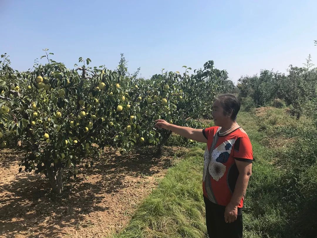 陕西乾县老人种植高山酥梨，清甜爽口、润肺去噪，咬一口就爆汁