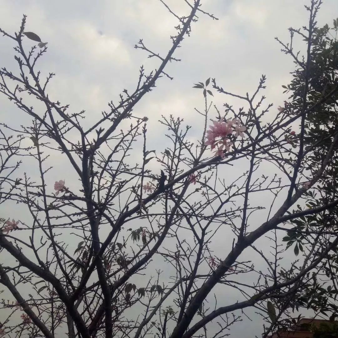 刷爆朋友圈的石排樱花美食节，你去了吗？网友到现场发现…
