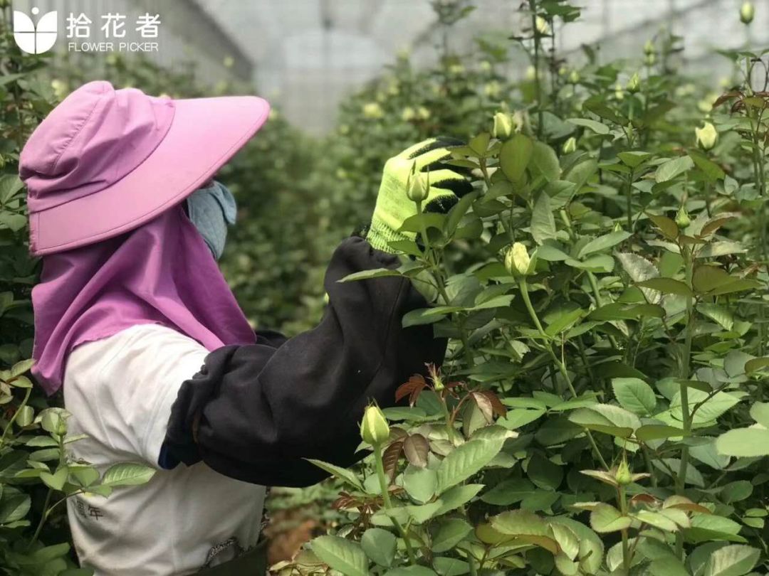抢疯了！9.9元秒杀10只玫瑰花！限时抢！手慢无！