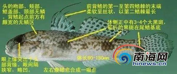 @东莞人，最近别吃这种鱼和这些菜：有毒可致命！快转告家人