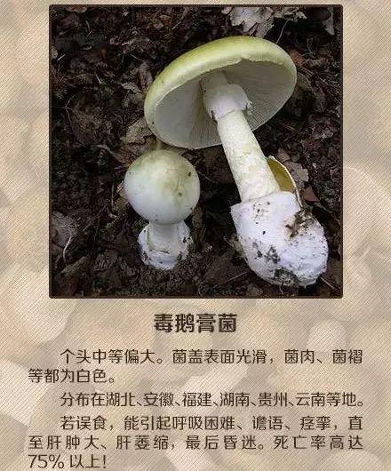 东莞人注意!广东“头号毒菇杀手”出现!已有多人中招!