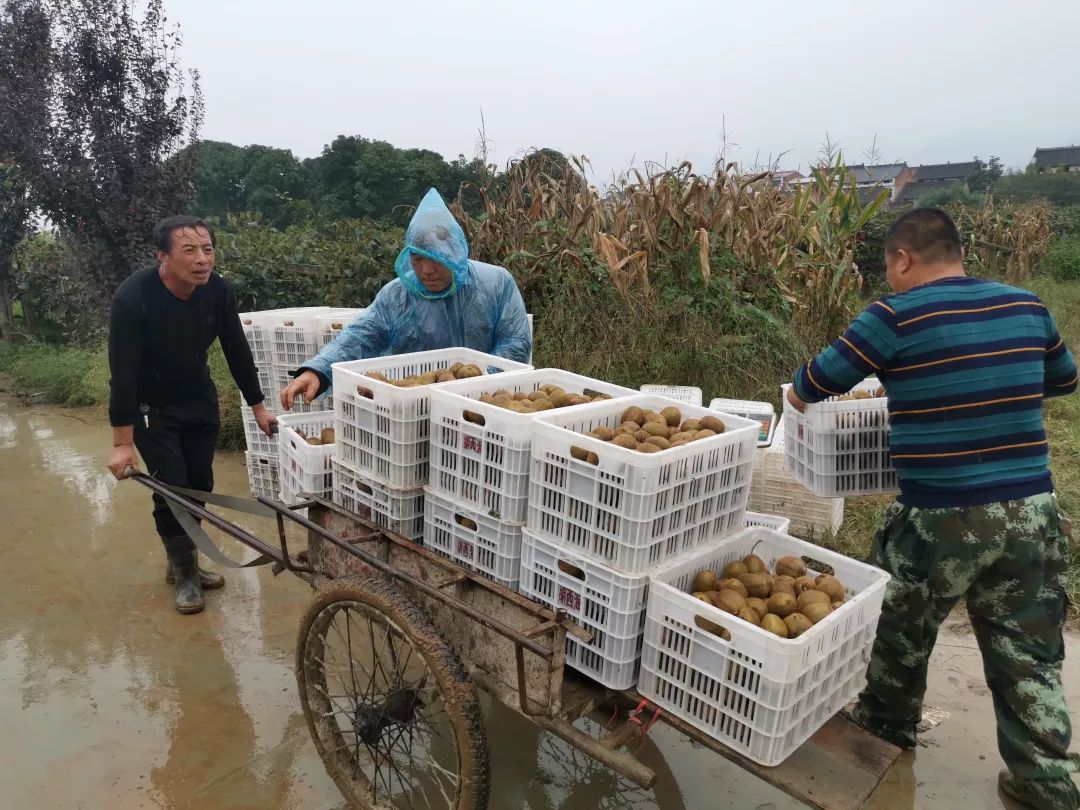 紧急求助！陕西100万斤周至猕猴桃盼销路，村委会证实求援！29.9元顺丰包邮！甜而不贵！