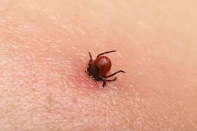 扩散！东莞人最近出门要小心这个东西！中招后严重可致死！