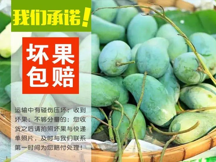 一口爆汁！陕西水蜜桃成熟了，真正的自然熟，桃园现摘现发！