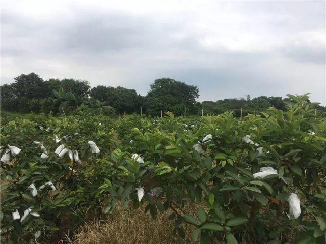 体验农家生活!东莞来鲤鱼洲岛~2大2小仅39.9元=任意采摘+送5斤红薯+2斤柠檬+1斤油甘果！