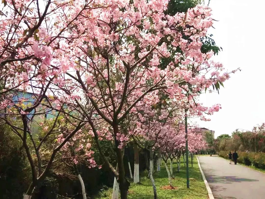 东莞绝美"樱花海"刷屏朋友圈！一夜之间惊艳绽放，赶快去打卡！