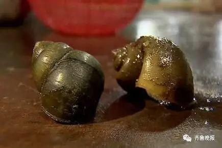 多地已出现，这种东西别误食！寄生虫多达6000条，严重可致命！