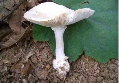 真有人用银器验毒！结果一家四口全被放倒！