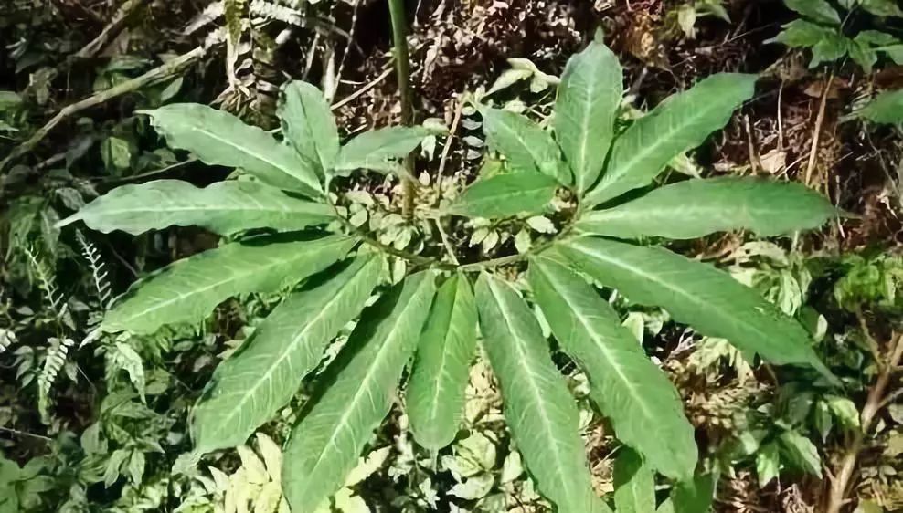 一家5口中毒入院，其中1人昏迷不醒！起因竟是一碗凉茶...