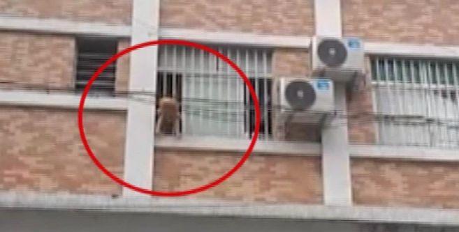又一起！东莞3岁男童“挂”在窗外苦苦支撑！家长却........