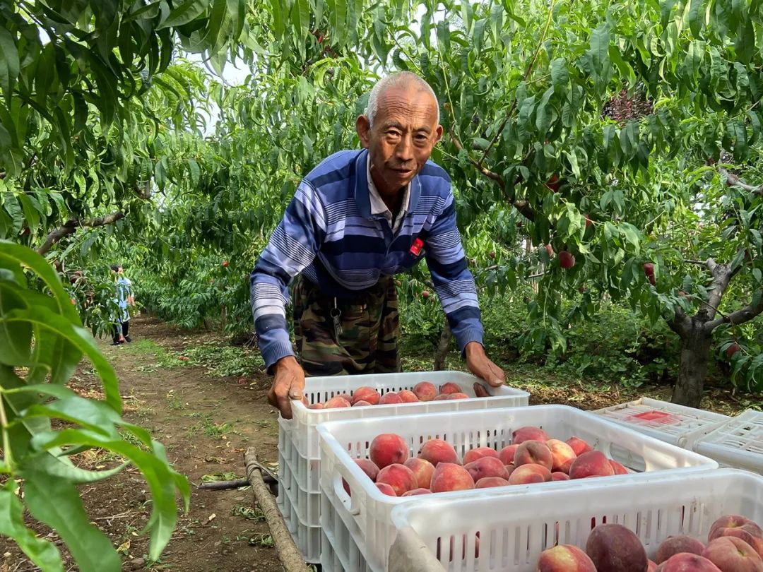 陕西老农50年用心坚守一颗水蜜桃，5斤仅19.8元，红润饱满，清甜多汁！