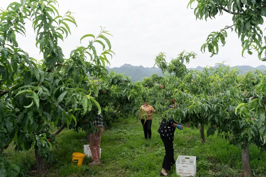 陕西老农50年用心坚守一颗水蜜桃，5斤仅19.8元，红润饱满，清甜多汁！