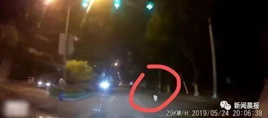 女子遛3只狗不牵绳！男子遭狗撕咬受伤严重，缝了30多针