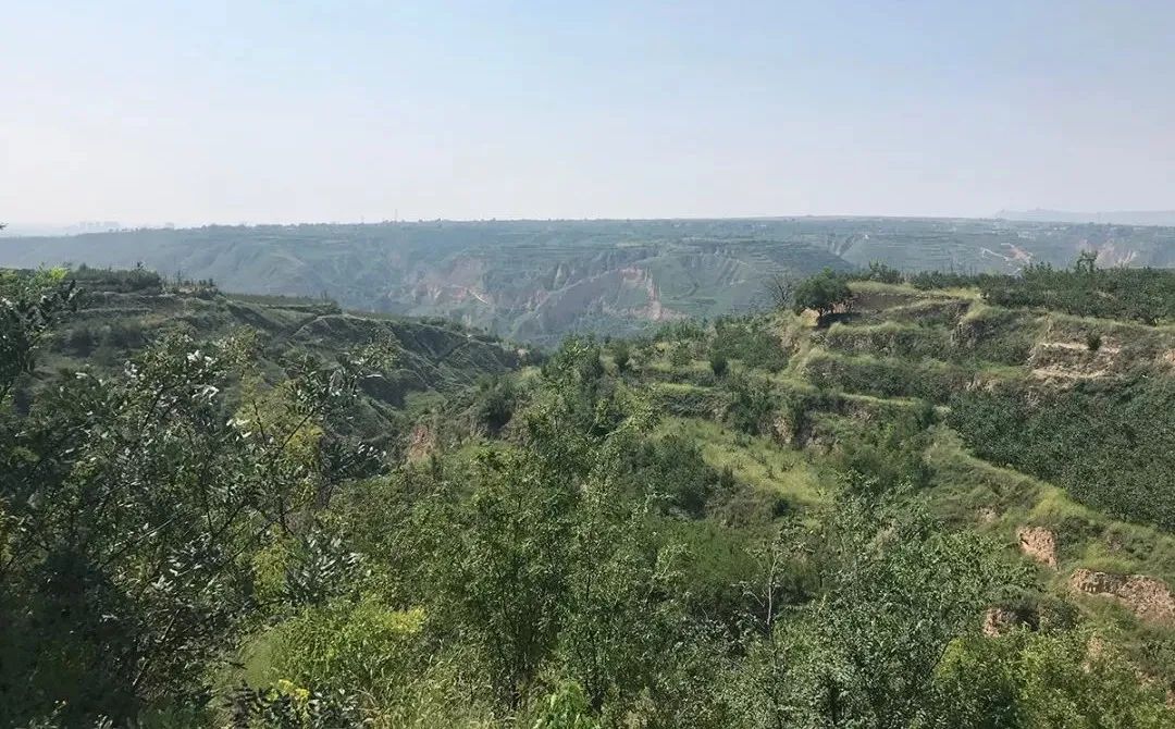 陕西乾县老人种植高山酥梨，清甜爽口、润肺去噪，咬一口就爆汁