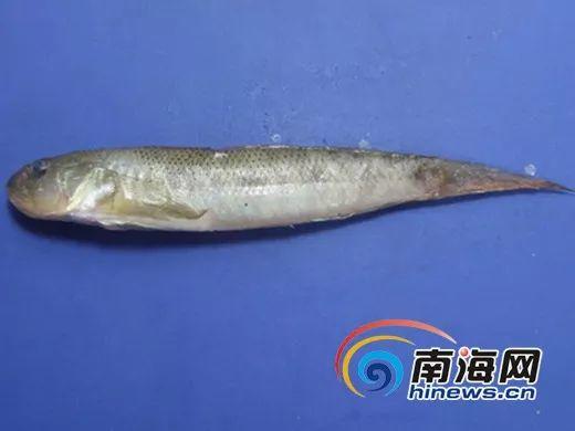 @东莞人，最近别吃这种鱼和这些菜：有毒可致命！快转告家人
