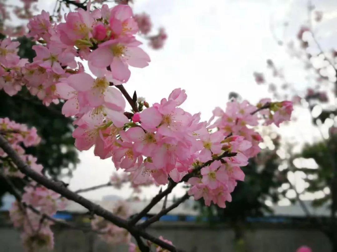 东莞绝美"樱花海"刷屏朋友圈！一夜之间惊艳绽放，赶快去打卡！