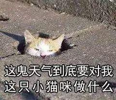 “2020第一场雪”上热搜，东莞人却热到穿短袖？别急，冷空气即将登场！
