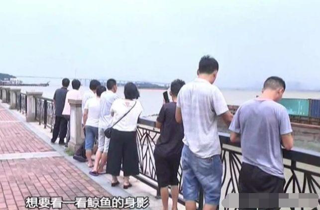 真的！东莞沙田惊现一条比人还大的鱼！