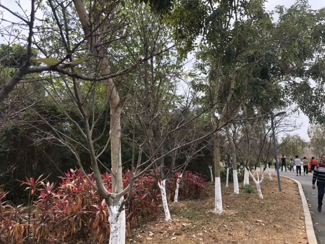 刷爆朋友圈的石排樱花美食节，你去了吗？网友到现场发现…