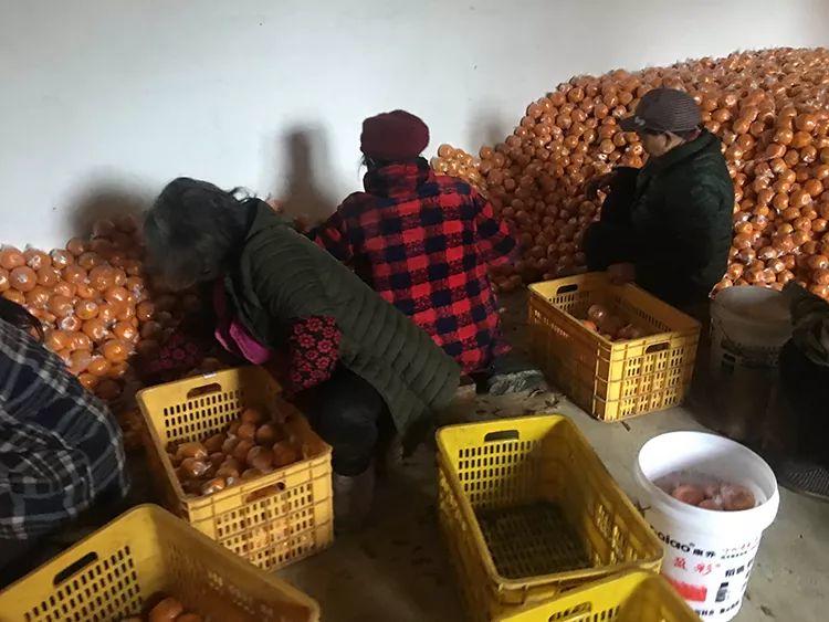 紧急！年关将至，湖南保靖4万吨富硒椪柑大面积滞销，即将烂在家里！时间紧迫，请大家帮帮他们寻找销路