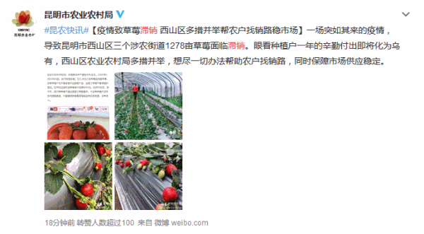 疫情之下，海南贵妃芒也难逃封村命运！隔离不隔爱，请助力果农脱困！29.9/箱