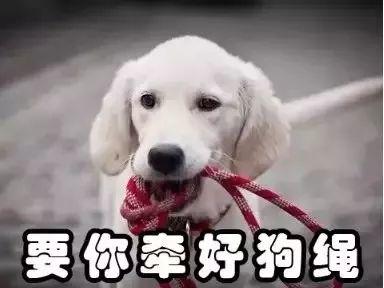 泰迪没吼也没咬，这位狗主人却赔了20万！只因这件事情没做好…