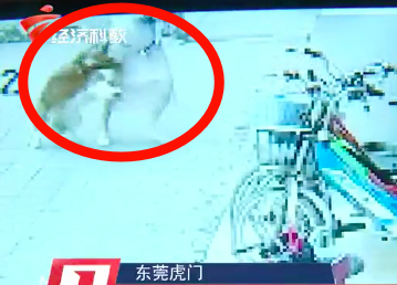 揪心！东莞一3岁男童被疯狗撕咬15秒！监控视频记录了下来！