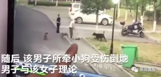 女子遛3只狗不牵绳！男子遭狗撕咬受伤严重，缝了30多针