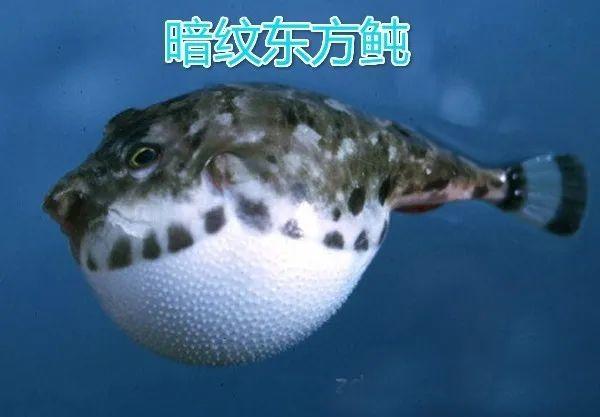 剧毒，别乱吃！男子冒死吃这种鱼后变成植物人！广东已有人因它而丧命！