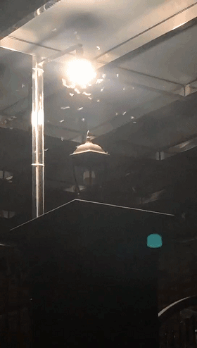 吓哭！太多多多……了！最近东莞人被吓得不敢开灯，只因它们又来轰炸了！