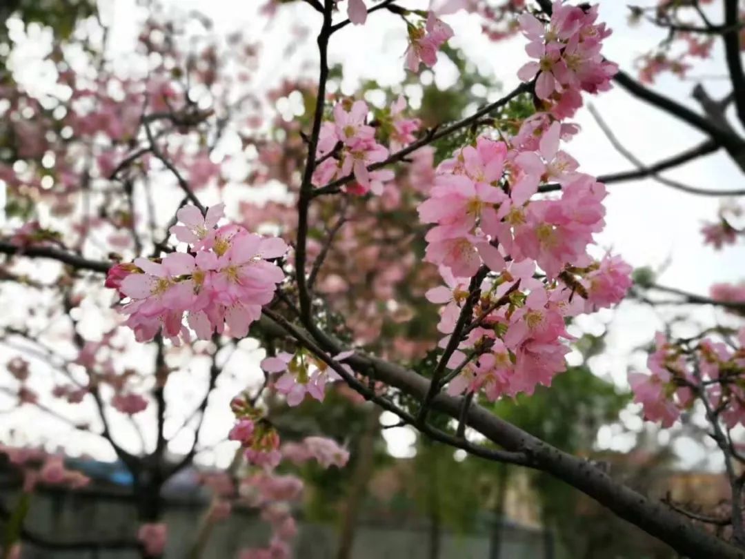 东莞绝美"樱花海"刷屏朋友圈！一夜之间惊艳绽放，赶快去打卡！