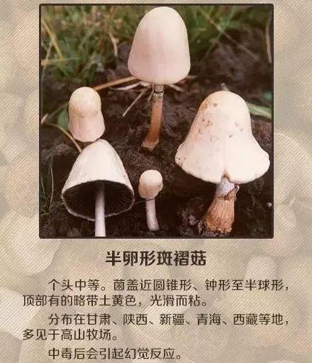 东莞人注意!广东“头号毒菇杀手”出现!已有多人中招!