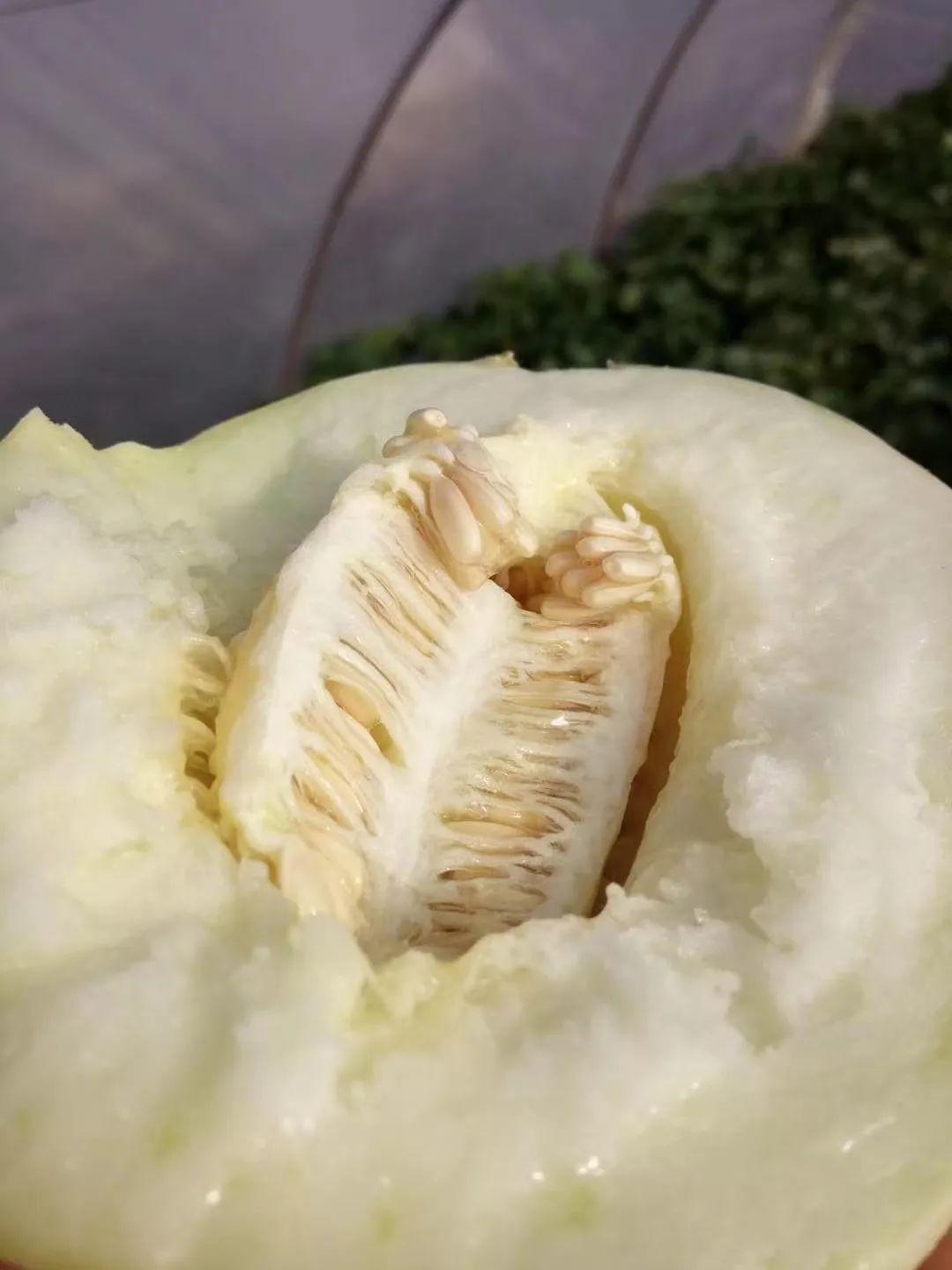 今年第一波新鲜陕西阎良蜜瓜，甜爆了！18度浓甜多汁，每吃一口都是享受！