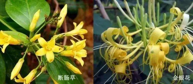 一家5口中毒,2人病危进ICU!起因竟是用这煲汤...