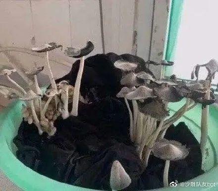 终于！东莞中小学确定返校时间！但必须要...