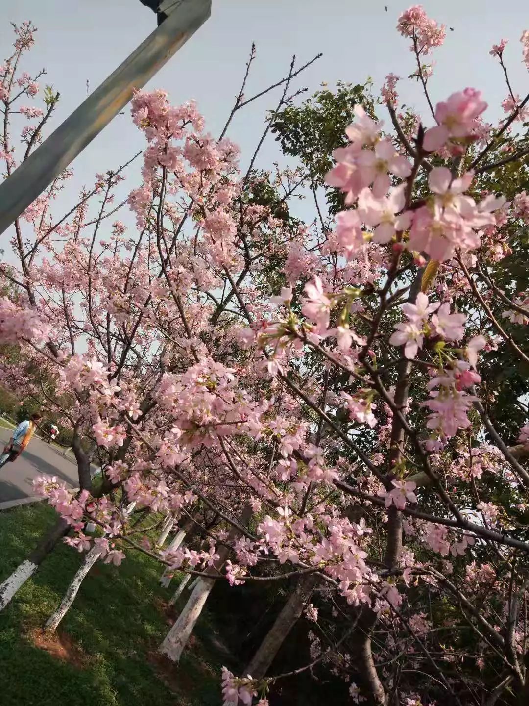 东莞绝美"樱花海"刷屏朋友圈！一夜之间惊艳绽放，赶快去打卡！