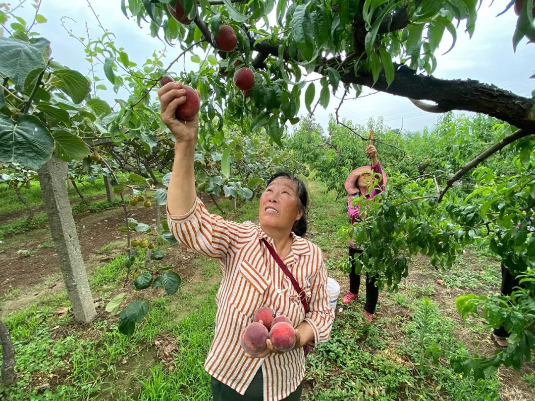 陕西老农50年用心坚守一颗水蜜桃，5斤仅19.8元，红润饱满，清甜多汁！