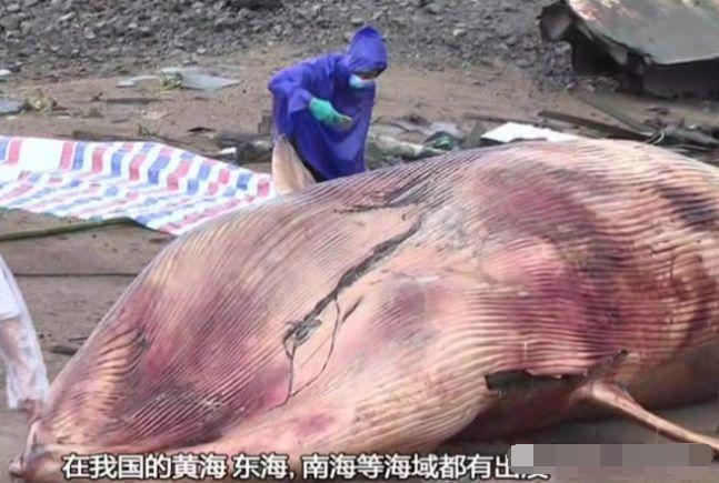 真的！东莞沙田惊现一条比人还大的鱼！