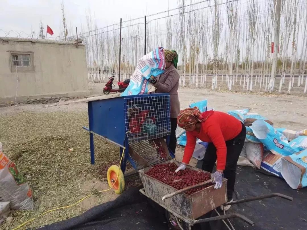 新疆红枣价低滞销，枣农无奈怒砍枣树烧柴！自然吊干，纯天然，甜度高！