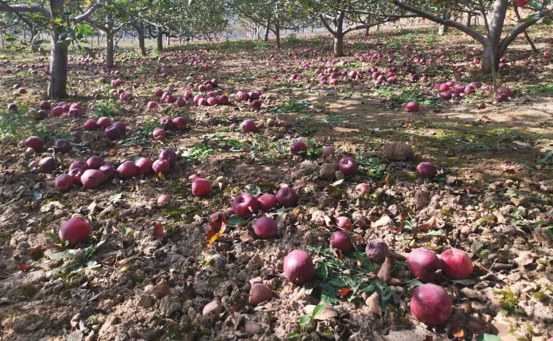 “国货之光”29.9元10斤，比蛇果更好看、更好吃的甘肃花牛苹果新鲜上市，开启你的甜蜜之旅！