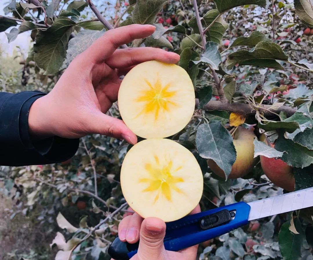 仅29.9元/箱！皮薄肉脆又多汁，纯正新疆阿克苏苹果开售！全城抢疯了，包邮到家