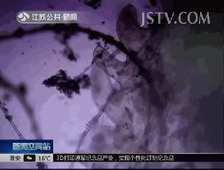 不要再吃这样的了，全是虫！快告诉家人！